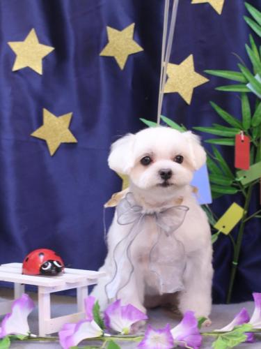 20230729マルちゃん